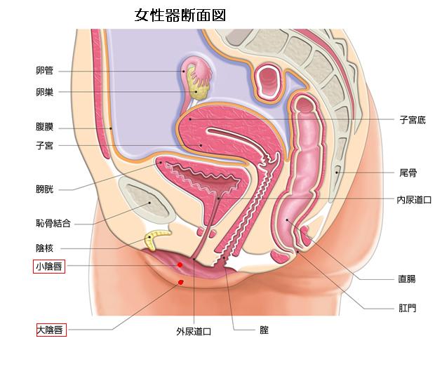 子宮,膣内断面図,二次元,エロ画像,おまんこ,中出し,膣内射精【60】