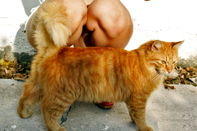 足湯,動物,パンチラ,エロ画像【16】