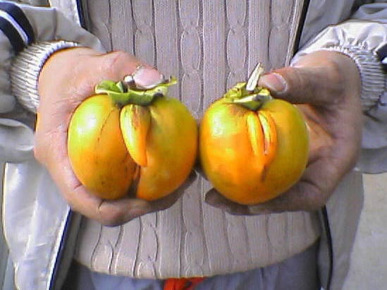 卑猥 野菜 果物 フルーツ ベジタブル セクシー エロ画像