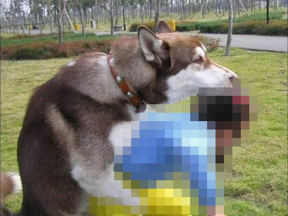 幼気な少女に獣姦を迫るハスキー犬