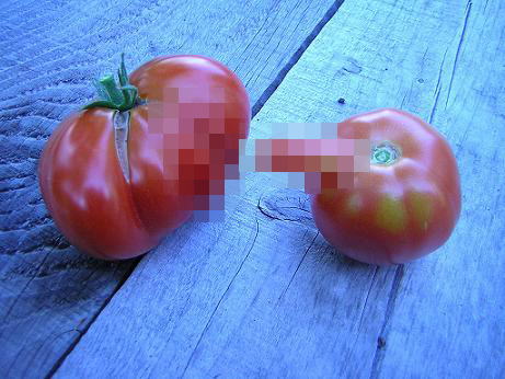 【卑猥野菜】メストマトとオストマト